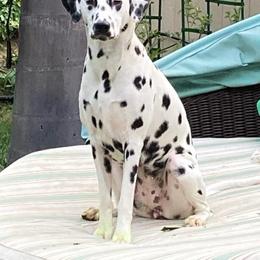 Dalmatian All Grown Up from Gateway Farm Dalmatians