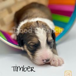 Aussiedoodle and Bordoodle Puppies from Dood B Ranch Doodles