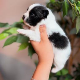 Snoopy - Black parti male Pomeranian puppy in Rockwall, Texas from MAK Poms