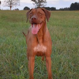 Rhodesian Ridgeback and Xoloitzcuintli All Grown Up from Venus Rhodesian Ridgebacks