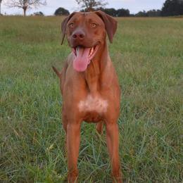 Rhodesian Ridgeback and Xoloitzcuintli All Grown Up from Venus Rhodesian Ridgebacks