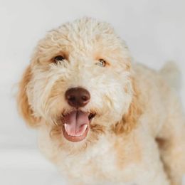 Willow - Goldendoodle