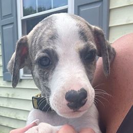 Yellow - White and fawn brindle male Whippet puppy in Corry, Pennsylvania from Sara's Whippets