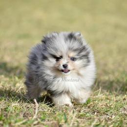 Pomeranian Puppies from Pomeranians Montana