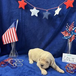 Golden Retriever Puppies from R & K Golden Acres LLC