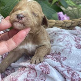 Boy 2 - male Irish Doodle puppy in Home, Pennsylvania from Plum Creek Acres Next Generation