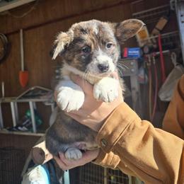 Landon - Brindle and white male Cardigan Welsh Corgi puppy in Greenwood, Missouri from Nukee Beagles and Corgis