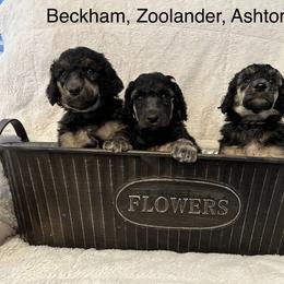 Poodle Puppies from Schrute Farms Standard Poodles