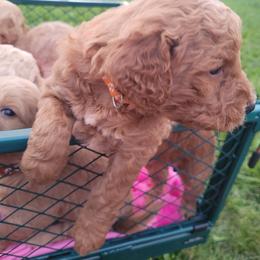 Goldendoodle Puppies from 3 Willows Goldendoodles