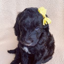 Goldendoodle Puppies from Luneckas Litters