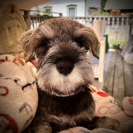Miniature Schnauzer Puppies from MoonShadows Miniature Schnauzers