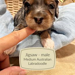 Jigsaw - Merle male Australian Labradoodle puppy in Harrisonville, Missouri from Blessed Day Doodles