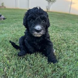 Fernie - female Australian Mountain Doodle puppy in Sherrills Ford, North Carolina from Magnolia Grove Farms