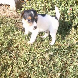 Ginger - Tri-colored female Parson Russell Terrier puppy in Carney, Oklahoma from River Run Parson Russell terriers & River Run Ridgebacks