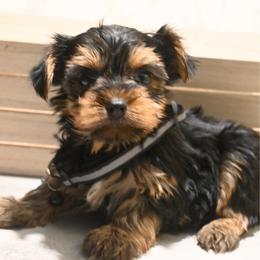 Newton - Black and gold male Yorkshire Terrier puppy in Maple Heights, Ohio from Yorkiesllc