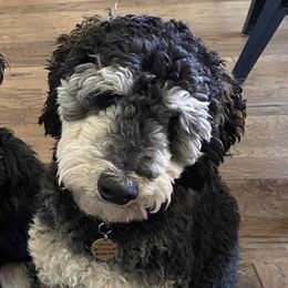 Bernedoodles from Bernedoodle Babies of Scottsdale