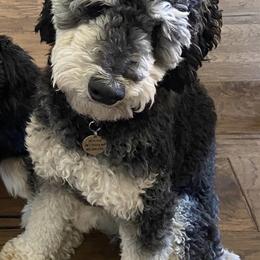 Bernedoodles from Bernedoodle Babies of Scottsdale