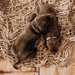 Dilute Retriever Puppies from Weathervane Labs