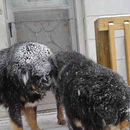 Tibetan Mastiff All Grown Up from Mystical kennel
