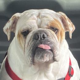 Berett - Bulldog