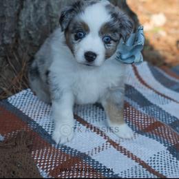 Cruz- Blue Merle Male - Blue merle male Miniature Australian Shepherd puppy in Nacogdoches, Texas from TK Standard, Mini, & Toy Aussies