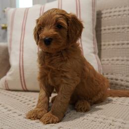 Pepper - Apricot female Goldendoodle puppy in Galt, California from Foxi Goldendoodles