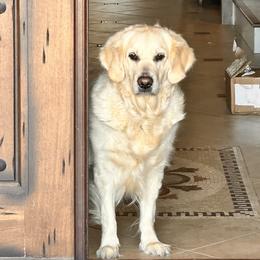 Stella - Golden Retriever