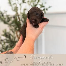 Camper - Chocolate male Goldendoodle puppy in Soddy Daisy, Tennessee from The W Doods