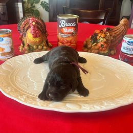 Maroon Collar - Brown male Boykin Spaniel puppy in Hurtsboro, Alabama from PARK’s Family Farm