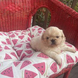 Pekingese, Poodle, and Shih Tzu All Grown Up from Happy puppies