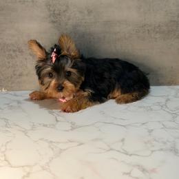 Diamond - Black and gold female Yorkshire Terrier puppy in Maple Heights, Ohio from Yorkiesllc