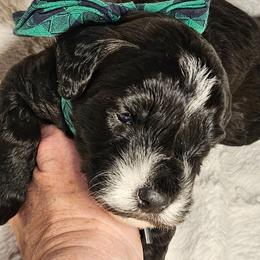 Boy 3 - Black male Whoodle puppy in O'neill, Nebraska from Willowdale Doodles