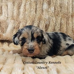 Alexei - Blue merle male Aussiedoodle puppy in Vinemont, Alabama from Cotton Country Kennels