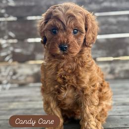 Candy Cane - Red male Cavapoo puppy in Sugar City, Idaho from Taylor's Cavapoos