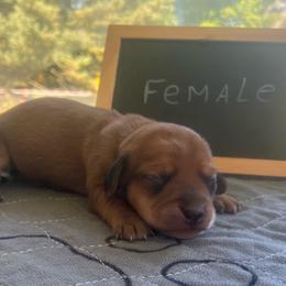 Clove - Red female Dachshund puppy in Sharon Springs, New York from Show Us The Way Homestead