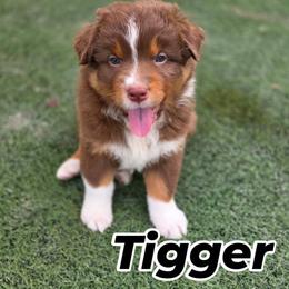Tigger - Red tri-color male Australian Shepherd puppy in Annville, Pennsylvania from Creekside Aussies LLC
