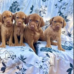 Girl 1 - Golden rust female Vizsla puppy in Eagle, Wisconsin from Dzika Place Kennels
