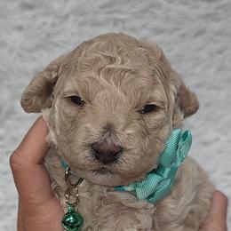 Charlie - Yellow and white male Bernedoodle puppy in Vernon, Texas from Sugarland's Texas Goldendoodles