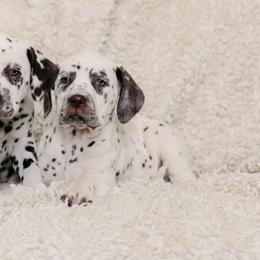 Liver White Female - White and liver brown female Dalmatian puppy in Fayette, Missouri from Lazy B Bassets and Dalmatians