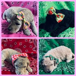 Goldendoodle Puppies from Lake Erie Puppies