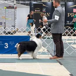 Australian Shepherd and Chow Chow Puppies from Calypso Chow Chows and Australian Shepherds