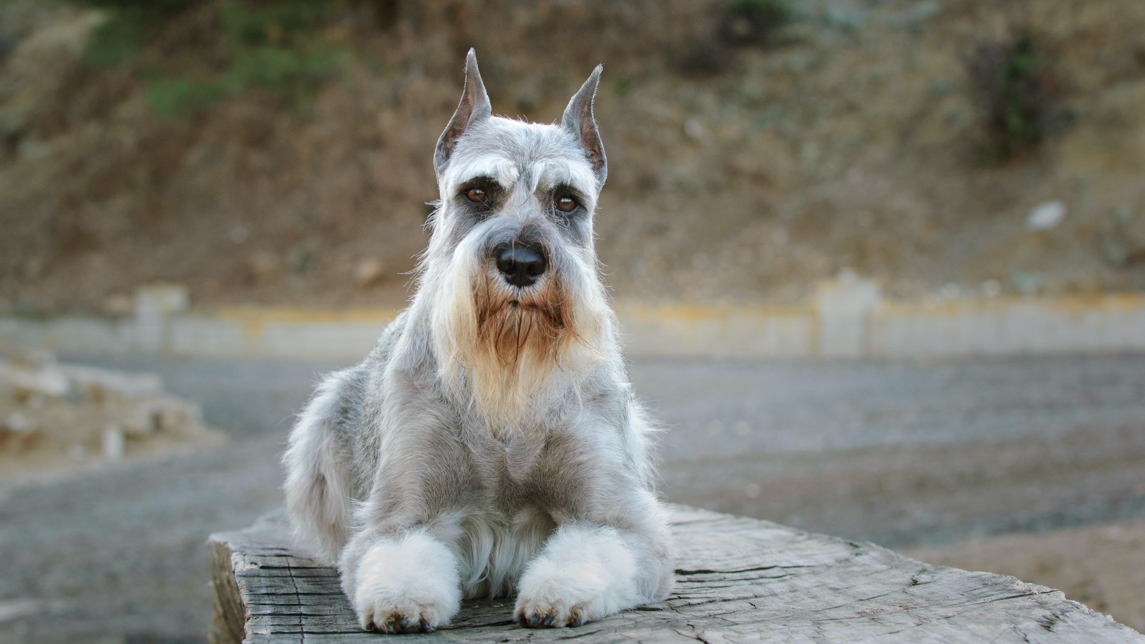 Standard store schnauzer adoption