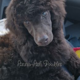 Poodle Puppies from Anna-Ash Poodles
