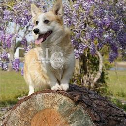 Glitz - Pembroke Welsh Corgi