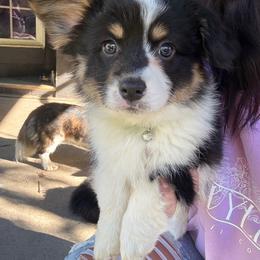 Teal fluffy boy - Black and tan male American Corgi puppy in Castle Rock, Washington from R and b corgis and farm