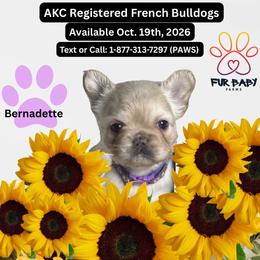 Bernadette - Cream female French Bulldog puppy in Michigan from Fur Baby Farms