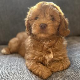 Heath - Caramel male Australian Labradoodle puppy in Fremont, New Hampshire from Birchwood Labradoodles
