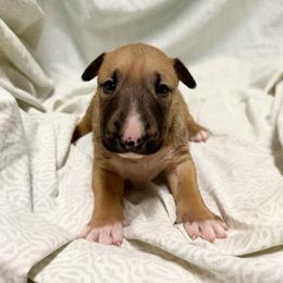 Franks - Red male Bull Terrier puppy in Colville, Washington from Mark My Words Bull Terriers