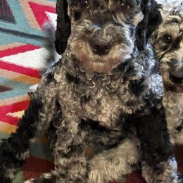 Australian Labradoodle Puppies from Golden Xpress Labradoodles