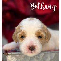 Aunt Bethany - Apricot female Australian Labradoodle puppy in Gladstone, Oregon from Beaver State Labradoodles